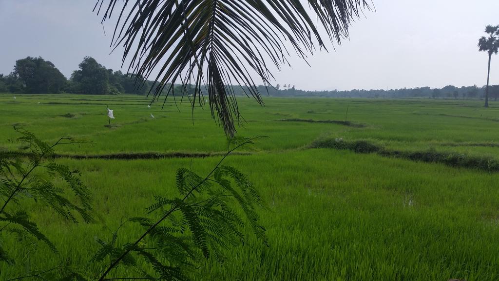 Serene View Tourist Rest Otel Anuradhapura Dış mekan fotoğraf